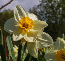 Fototapeta premium Beautiful spring flowers daffodils on a background of blue sky