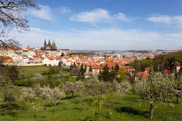Obraz premium Spring Prague City with gothic Castle and the green Nature and flowering Trees from the Hill Petrin, Czech Republic
