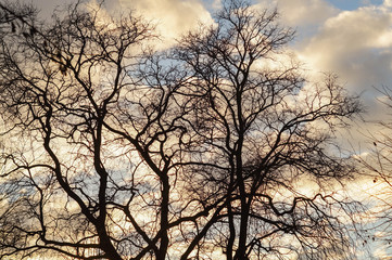 Obraz premium lonely tree silhouette on the background of sky