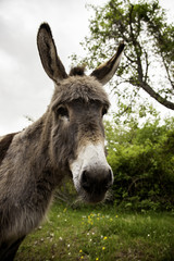 Fototapeta na wymiar Donkeys on farm