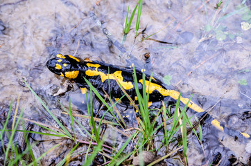 Fire spotted salamander in the grass in mountains. Close up of black and yellow Salamander in...