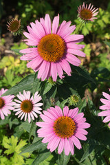 Obraz premium Echinacea purpurea