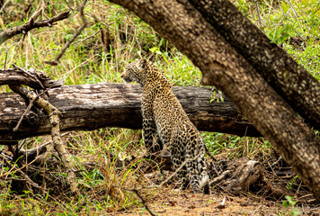 leopard on tree