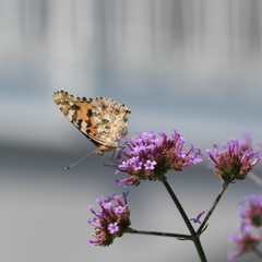 Schmetterling auf lila Blüte