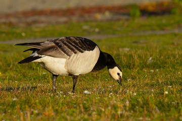  Barnacla canadiense comiendo hierba sobre el prado, (Branta canadiensis) en Noruega.