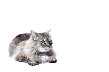 Obraz premium chinchilla cat fluffy striped gray lies and looking to with big eyes, feline animal isolated on a white background with a copy space.