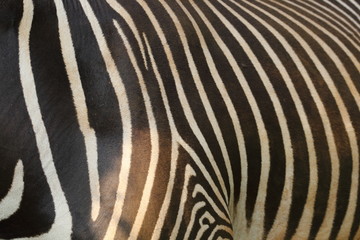 Fototapeta na wymiar Lomo de cebra en el Parque de Cabárceno. Textura de rayas