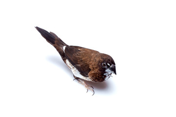 Japanese finch bird with brown and white feathers top view birding isolated on a white background, mock up veterinary ornithology theme with copy space.