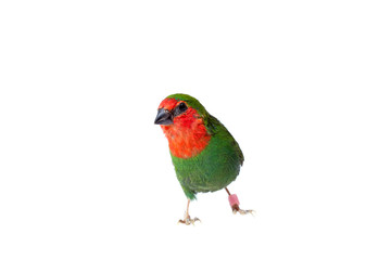 Fototapeta na wymiar parrot finch with a red head of a small green exotic bird looking on a shoot isolated on a white background on theme of veterinary ornithology with a copy space.