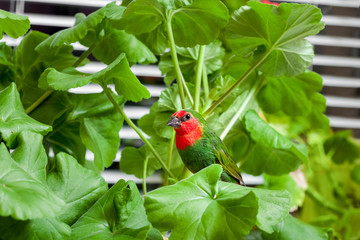 A red headed parrot finch with green feathers and a red breast sits on a branch of a home plant with leaves, veterinary ornithological theme birdwatching.