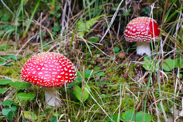 Hallucinogenic Amanita mushrooms on forest lawn.