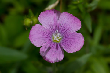 Flor de color lila con fondo verde.