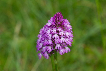 Anacamptis pyramidalis , Orquídea lila sobre fondo verde.