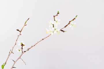 Springtime background with cherry blossom twigs on white desktop, top view, frame, flat lay