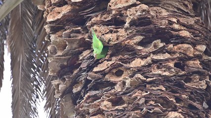 Pasadena parrots share a nest in a old palm tree. These parrots are descendants of escaped pets and thrive in some areas of Southern California. 