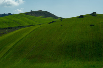 Fototapeta premium green field and blue sky