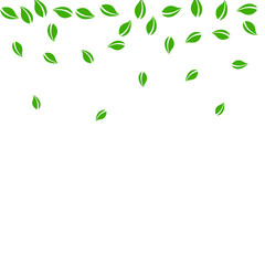 Fototapeta premium Falling green leaves. Fresh tea random leaves flyi
