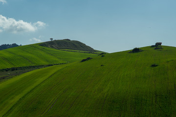 Fototapeta premium green field and blue sky