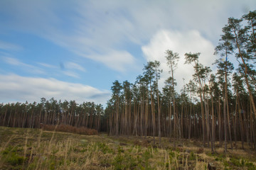 Obraz premium Pine tree forest with blue sky above 
