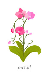 Beautiful orchid flower flat vector illustration