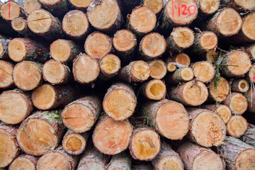 Cut down tree trunks on a pile in a forest, ready for transportation