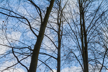 Trees in a forest seen upwards against a blue sky with some white clouds