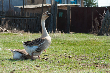 a large grey goose is sitting on the grass