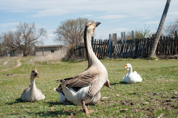 a large grey goose is sitting on the grass