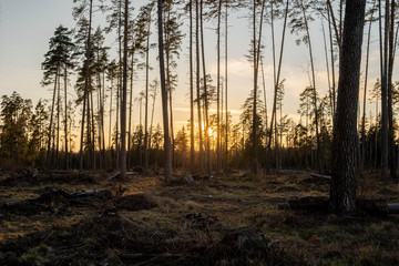Obraz premium Sunrise sunset in the forest hdr