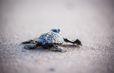 Baby Turtles