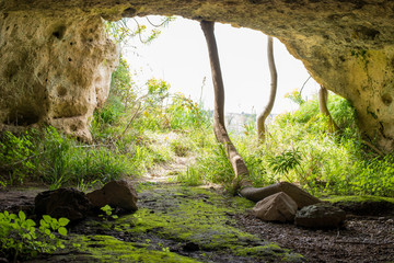 Obraz premium tree on the rocks