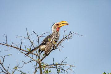 yellow billed hornbill