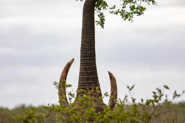 Elephant reaching high