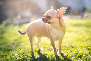 Beige chihuahua dog on green grass background with sunrays, faded look.