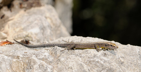Spanish algyroides / Spanische Kieleidechse (Algyroides marchi), Sierra de Cazorla, Spain / Spanien