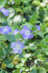 ツルニチソウ（縦）