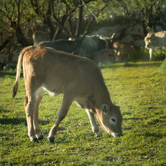 cows