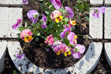 Viola tricolor in the garden on a sunny day