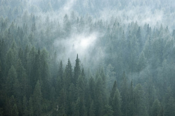 Moody picture of trees and clouds in bad weather at Lake Misurina, Cortina d'Ampezzo, Italy