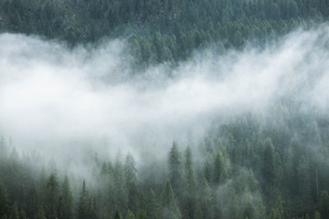 Moody picture of trees and clouds in bad weather at Lake Misurina, Cortina d'Ampezzo, Italy