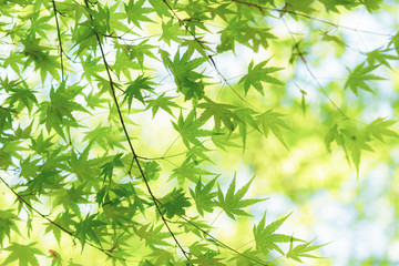 新緑のもみじ