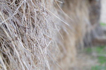Selective focus extreme close up view of hay stack. Countryside environment. Farming concept.