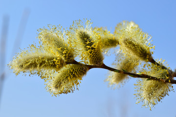 A fluffy willow branch.