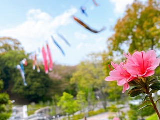 こいのぼりとヤマツツジ３　愛媛県今治市民の森