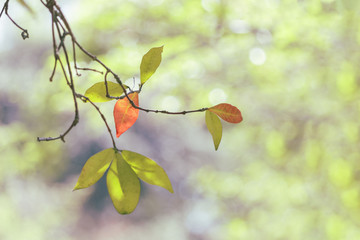 カラフルな葉