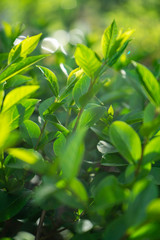 green leaves in the sun