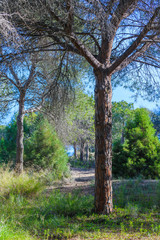 Stunning natural park near Guardamar del Segura. Province of Alicante. Spain