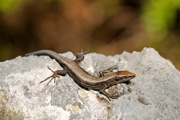 Spanish algyroides / Spanische Kieleidechse (Algyroides marchi), Sierra de Cazorla, Spain / Spanien