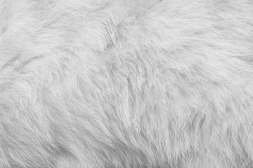 Cat fur texture , grey white animal skin background