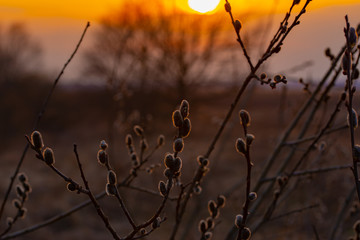 budding trees on the background of the landscape